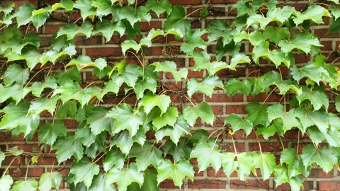 A bunch of ivy in full bloom on a brick Stock Footage 145710832