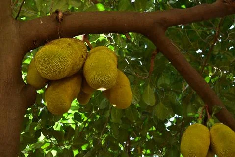 Bunch of jack fruit hanging in tree Stock Photos