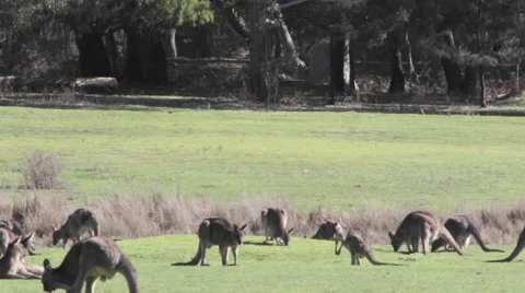 Bunch of kangaroos eating 스톡 동영상 67388197