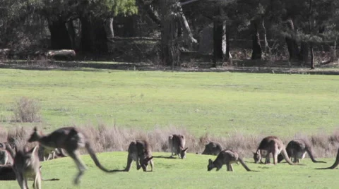 Bunch of kangaroos get scared 스톡 동영상 67387493