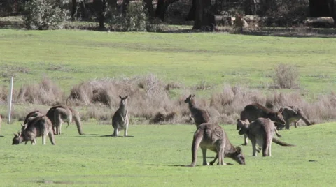 Bunch of kangaroos relaxing 스톡 동영상 67388805