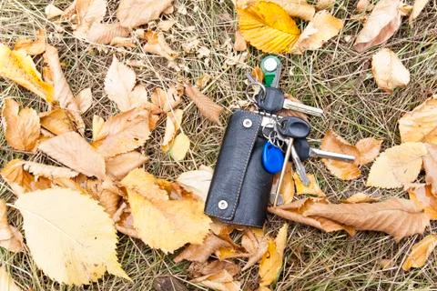 A bunch of keys in a leather case fell to the ground, into the leaves. Stockfoto's