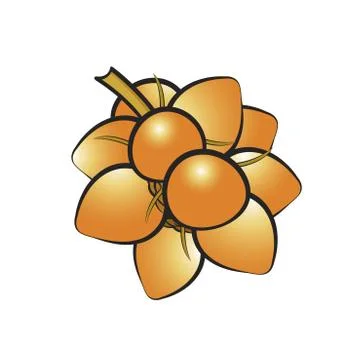 Bunch of king coconuts Stock Illustration