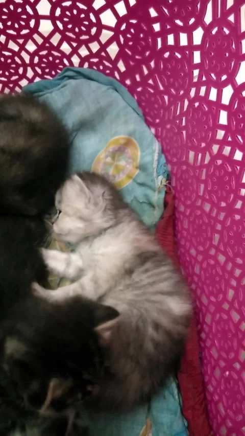 Bunch of kittens playing in a basket Stock Footage 340256138
