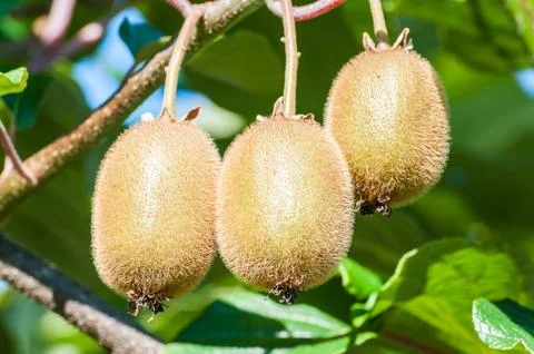 Bunch of kiwi Stock Photos