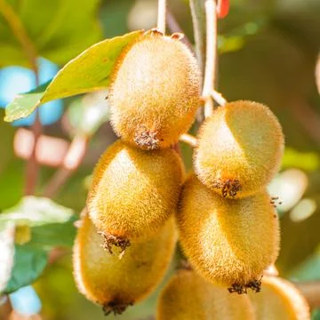 Bunch of kiwi Stock Photos