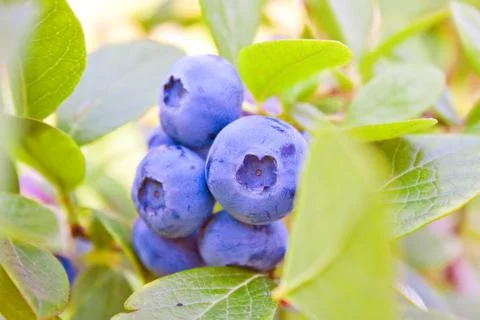 A bunch of large blueberries Stock Photos