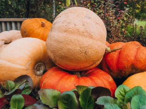 A bunch of large multi-colored pumpkins of different varieties lying on top of Stock Photos