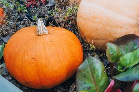 A bunch of large multi-colored pumpkins of different varieties lying on top of Stock Photos
