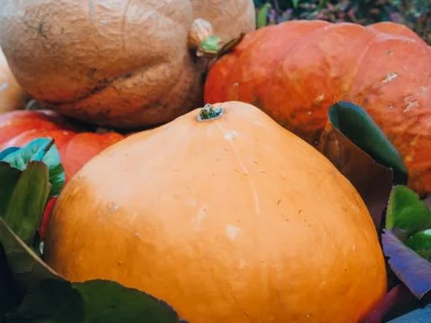 A bunch of large multi-colored pumpkins of different varieties lying on top of Stock Photos