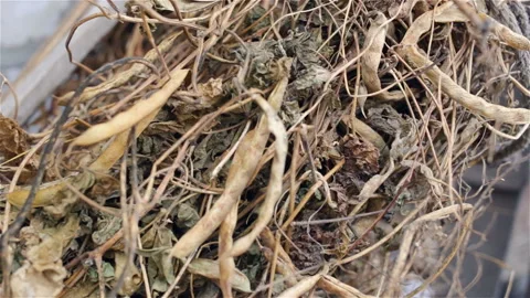 A bunch of lashes of beans or soybeans are collected in a pile. Ugly, filled wit Stock Footage 101024441