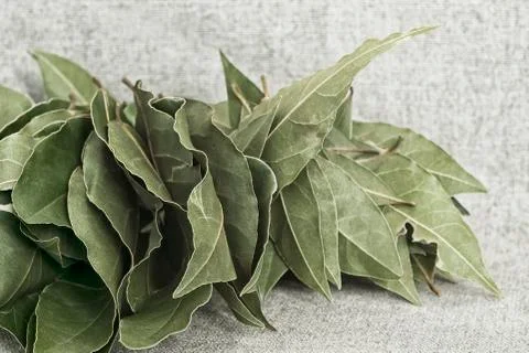 A bunch of Laurel leaves on the background of the canvas  a simple still life Stock Photos