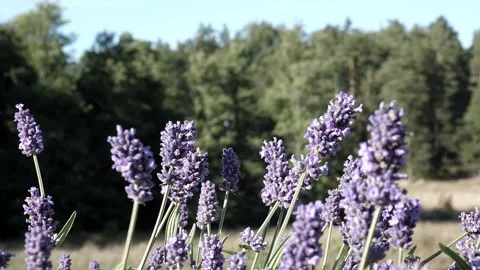 A bunch of lavdener in the wind. Stock-Footage 232599174