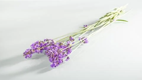 A bunch of lavender in backlight on a white background with shadows Stock Photos
