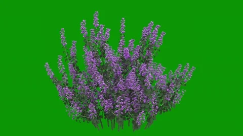 Bunch lavender flowers green screen purple animated chromakey elements Stock-Footage 314068060