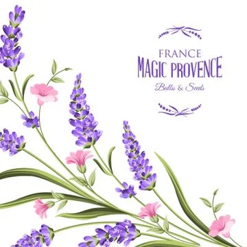 Bunch of lavender flowers Stock Illustration
