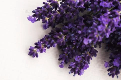 Bunch of lavender flowers Stock Photos