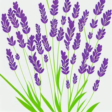 Bunch of lavender flowers on a white background Stock Illustration