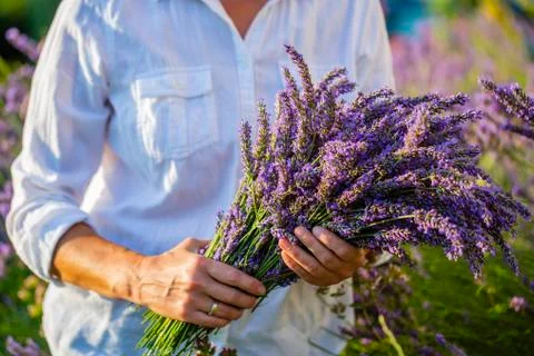 Bunch of lavender in a hands. Stock Photos