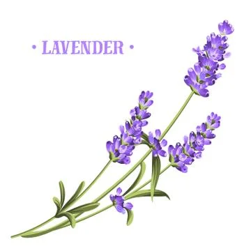 Bunch of lavender Stock Illustration