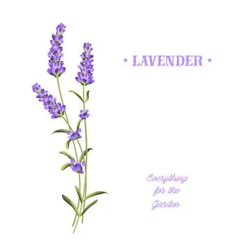 Bunch of lavender Stock Illustration
