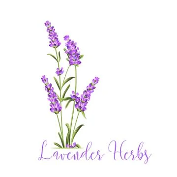 Bunch of lavender. Stock-Illustration