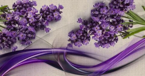 Bunch of lavender Stock Illustration