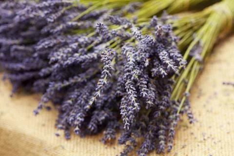 Bunch of lavender Stock Photos