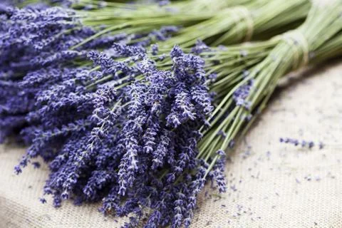 Bunch of lavender Stock Photos