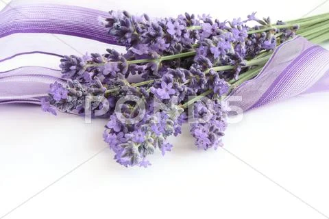 Bunch of Lavender Stock Photos
