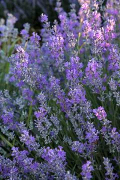 A bunch of lavender Stock Photos