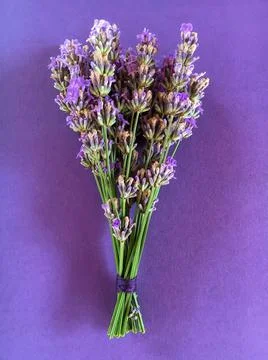 A bunch of lavender on a purple background. Stock Photos