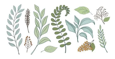 Bunch of leaves for design, linear handmade drawing. Branches of forest plants Stock Illustration
