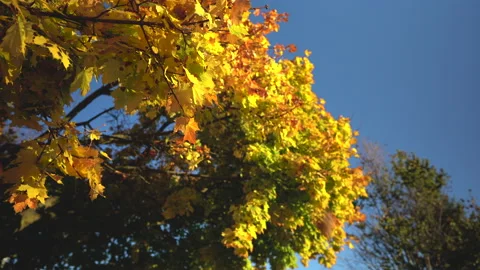 A bunch of leaves fall away from a tree in autumn Stock Footage 155080158