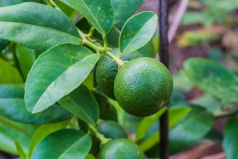 Bunch of lemon on a lemon tree Stock Photos