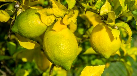 Bunch of lemons on the branch Stock Photos