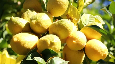 Bunch of Lemons on Lemon Tree Stock Footage 33736053