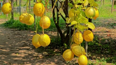 Bunch of lemons on a lemon tree. Stock Footage 305771694