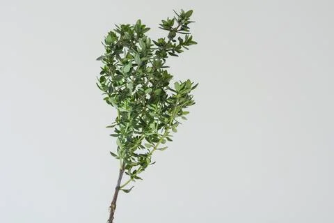 Bunch of lemons thyme isolated for neutral background and text free space Stock Photos