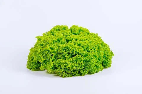 Bunch of lettuce close up on a white background. Green lettuce leaves. Stock Photos