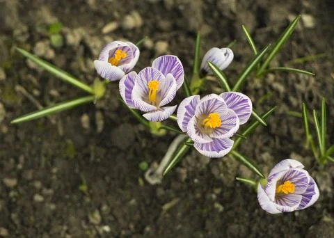 Bunch of light blue crocuses blooming in the field 4 Stock Photos