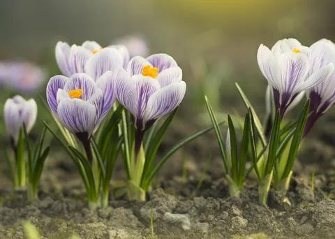Bunch of light blue crocuses blooming in the field 2 Stock Photos