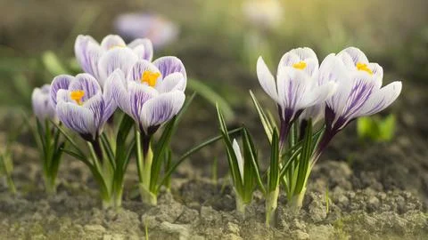 Bunch of light blue crocuses blooming in the field 3 Stock Photos