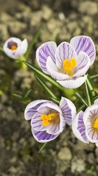 Bunch of light blue crocuses blooming in the field 6 Stock Photos