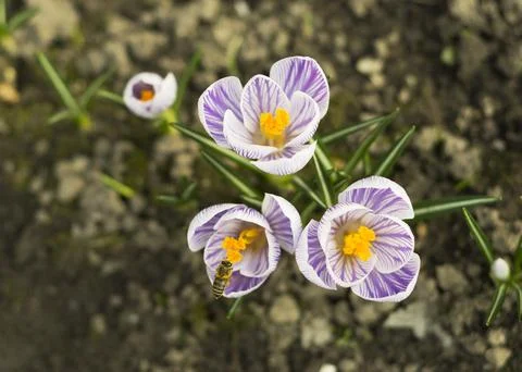 Bunch of light blue crocuses blooming in the field 5 Stock Photos