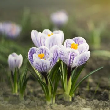 Bunch of light blue crocuses blooming in the field Stock-Fotos