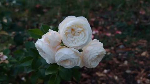 A bunch of light-colored bush roses Stock Footage 317577414