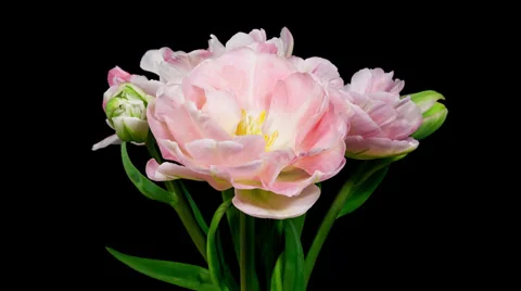 Bunch of light pink double peony tulip flowers blooming timelapse in 4k Stock Footage 37733982
