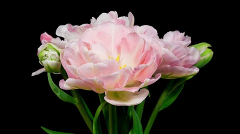 Bunch of light pink double peony tulip flowers blooming timelapse Stock Footage 37758363