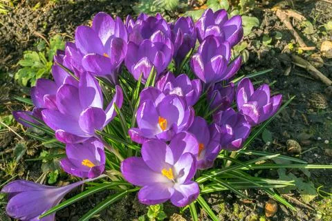 Bunch of Lila Crocus Stock Photos
